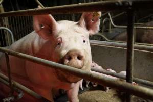 Farrowing crates at Yelmah Piggery SA - Australian pig farming - Captured at Yelmah Piggery, Magdala SA Australia.