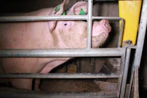 Farrowing crates at Girgarre Piggery VIC - Australian pig farming - Captured at Girgarre Piggery, Girgarre VIC Australia.