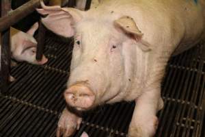 Farrowing crates at Bungowannah Piggery NSW - Australian pig farming - Captured at Bungowannah Piggery, Bungowannah NSW Australia.