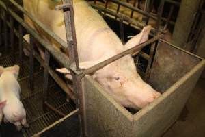 Farrowing crates at Bungowannah Piggery NSW - Australian pig farming - Captured at Bungowannah Piggery, Bungowannah NSW Australia.