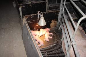 Farrowing crates at Selko Piggery NSW - Australian pig farming - Captured at Selko Piggery, Narrandera NSW Australia.