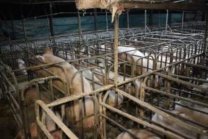 Sow stalls at Dublin Piggery SA - Australian pig farming - Captured at Dublin Piggery, Dublin SA Australia.