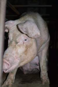 Sow stalls at Korunye Park Piggery SA - Australian pig farming - Captured at Korunye Park Piggery, Korunye SA Australia.