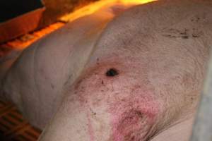 Farrowing crates at Wasleys Piggery SA - Australian pig farming - Captured at Wasleys Piggery, Pinkerton Plains SA Australia.