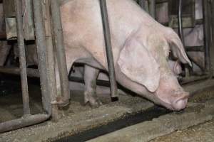 Sow stalls at Korunye Park Piggery SA - Australian pig farming - Captured at Korunye Park Piggery, Korunye SA Australia.