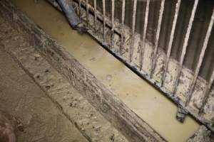 Grower/finisher pigs living in excrement - Australian pig farming - Captured at Narrogin Piggery, Dumberning WA Australia.