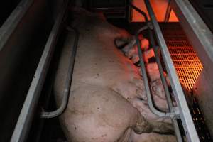 Farrowing crates at Sheaoak Piggery SA - Australian pig farming - Captured at Sheaoak Piggery, Shea-Oak Log SA Australia.