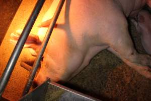 Farrowing crates at Finniss Park Piggery SA - Australian pig farming - Captured at Finniss Park Piggery, Mannum SA Australia.