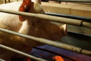 Farrowing crates at Yelmah Piggery SA - Australian pig farming - Captured at Yelmah Piggery, Magdala SA Australia.