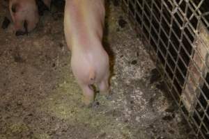 Piglet with throat cut open in aisle, loose piglet nearby - Australian pig farming - Captured at St Arnaud Piggery Units 2 & 3, Saint Arnaud VIC Australia.