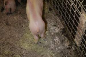 Piglet with throat cut open in aisle, loose piglet nearby - Australian pig farming - Captured at St Arnaud Piggery Units 2 & 3, St Arnaud VIC Australia.