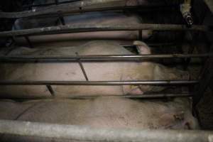 Sow stalls at Dublin Piggery SA - Australian pig farming - Captured at Dublin Piggery, Dublin SA Australia.