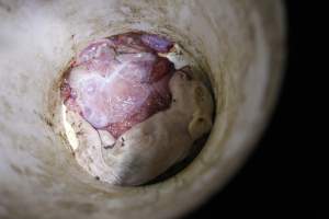 Dead piglet in bucket - Australian pig farming - Captured at Mindarra Piggery (module 1), Boonanarring WA Australia.