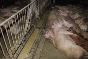 Grower/finisher pigs living in excrement - Australian pig farming - Captured at Narrogin Piggery, Dumberning WA Australia.