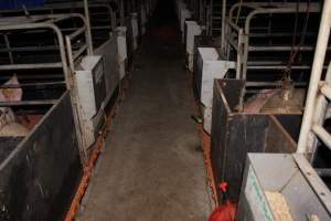 Farrowing crates at Wasleys Piggery SA - Australian pig farming - Captured at Wasleys Piggery, Pinkerton Plains SA Australia.