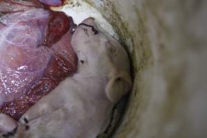 Dead piglet in bucket - Australian pig farming - Captured at Mindarra Piggery (module 1), Boonanarring WA Australia.