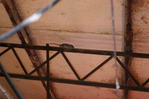 Rat on ceiling beams - Australian pig farming - Captured at Tailem Bend Piggery, Tailem Bend SA Australia.