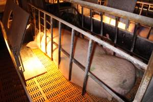 Farrowing crates at Huntly Piggery NSW - Australian pig farming - Captured at Huntly Piggery, Huntly North VIC Australia.