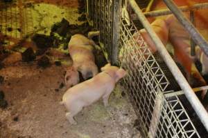 Piglet with throat cut open in aisle, loose piglet nearby - Australian pig farming - Captured at St Arnaud Piggery Units 2 & 3, St Arnaud VIC Australia.