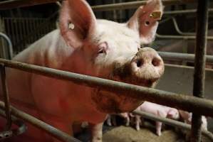 Farrowing crates at Yelmah Piggery SA - Australian pig farming - Captured at Yelmah Piggery, Magdala SA Australia.