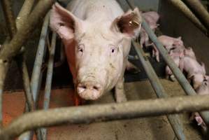 Farrowing crates at Yelmah Piggery SA - Australian pig farming - Captured at Yelmah Piggery, Magdala SA Australia.