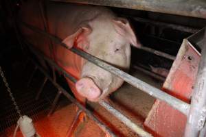 Farrowing crates at Finniss Park Piggery SA - Australian pig farming - Captured at Finniss Park Piggery, Mannum SA Australia.