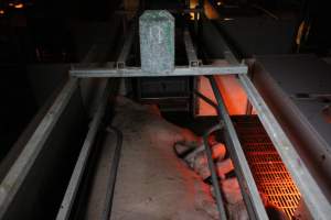 Farrowing crates at Sheaoak Piggery SA - Australian pig farming - Captured at Sheaoak Piggery, Shea-Oak Log SA Australia.