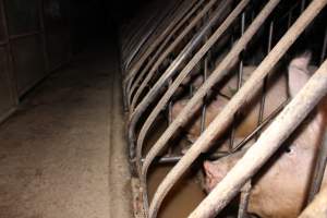 Sow stalls at Culcairn Piggery NSW - Australian pig farming - Captured at Culcairn Piggery, Culcairn NSW Australia.