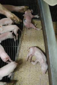 Sick or dead piglet - Australian pig farming - Captured at Nambeelup Piggery, Nambeelup WA Australia.