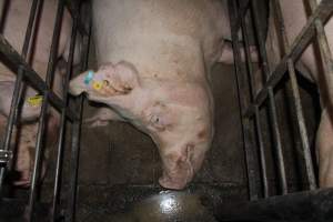 Sow stalls - Australian pig farming - Captured at Grong Grong Piggery, Grong Grong NSW Australia.