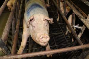 Farrowing crates at Bungowannah Piggery NSW - Australian pig farming - Captured at Bungowannah Piggery, Bungowannah NSW Australia.