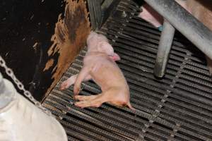 Farrowing crates at Selko Piggery NSW - Australian pig farming - Captured at Selko Piggery, Narrandera NSW Australia.