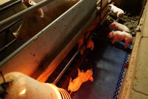 Farrowing crates at Yelmah Piggery SA - Australian pig farming - Captured at Yelmah Piggery, Magdala SA Australia.