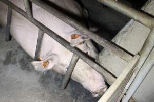 Farrowing crates at Deni Piggery NSW - Australian pig farming - Captured at Deni Piggery, Deniliquin NSW Australia.