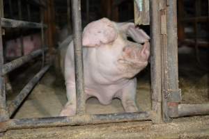 Sow stalls at Korunye Park Piggery SA - Australian pig farming - Captured at Korunye Park Piggery, Korunye SA Australia.