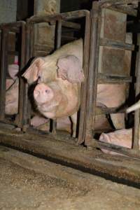 Sow stalls at Korunye Park Piggery SA - Australian pig farming - Captured at Korunye Park Piggery, Korunye SA Australia.