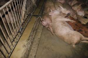 Grower/finisher pigs living in excrement - Australian pig farming - Captured at Narrogin Piggery, Dumberning WA Australia.