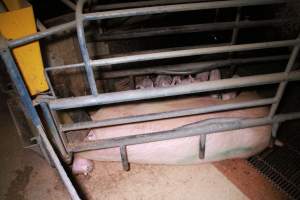 Farrowing crates at Girgarre Piggery VIC - Australian pig farming - Captured at Girgarre Piggery, Girgarre VIC Australia.