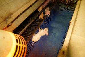 Farrowing crates at Yelmah Piggery SA - Australian pig farming - Captured at Yelmah Piggery, Magdala SA Australia.