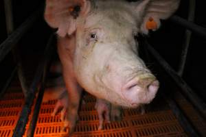 Farrowing crates at Wasleys Piggery SA - Australian pig farming - Captured at Wasleys Piggery, Pinkerton Plains SA Australia.