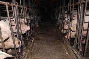 Sow stalls - Australian pig farming - Captured at Grong Grong Piggery, Grong Grong NSW Australia.