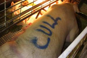 Sow with 'cull' spray-painted on her back - Australian pig farming - Captured at St Arnaud Piggery Units 2 & 3, St Arnaud VIC Australia.