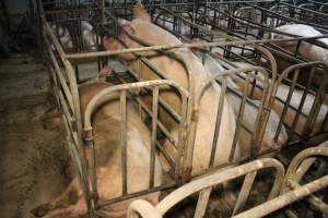 Sow stalls at Dublin Piggery SA - Australian pig farming - Captured at Dublin Piggery, Dublin SA Australia.