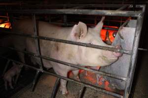 Farrowing crates at Finniss Park Piggery SA - Australian pig farming - Captured at Finniss Park Piggery, Mannum SA Australia.