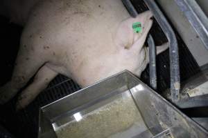 Farrowing crates at Sheaoak Piggery SA - Australian pig farming - Captured at Sheaoak Piggery, Shea-Oak Log SA Australia.