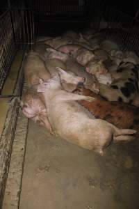 Grower/finisher pigs living in excrement - Australian pig farming - Captured at Narrogin Piggery, Dumberning WA Australia.