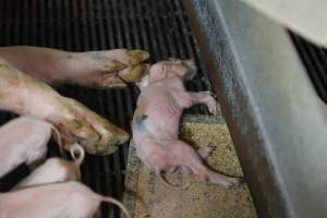 Sick or dead piglet - Australian pig farming - Captured at Nambeelup Piggery, Nambeelup WA Australia.