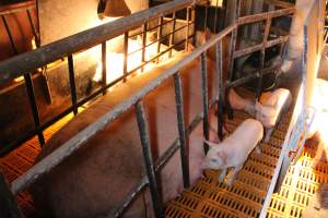 Farrowing crates at Huntly Piggery NSW - Australian pig farming - Captured at Huntly Piggery, Huntly North VIC Australia.