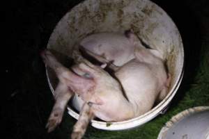 Dead piglets in bucket - Australian pig farming - Captured at Mindarra Piggery (module 1), Boonanarring WA Australia.