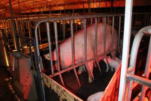 Farrowing crates at Wasleys Tailem Bend Piggery SA - Australian pig farming - Captured at Tailem Bend Piggery, Tailem Bend SA Australia.